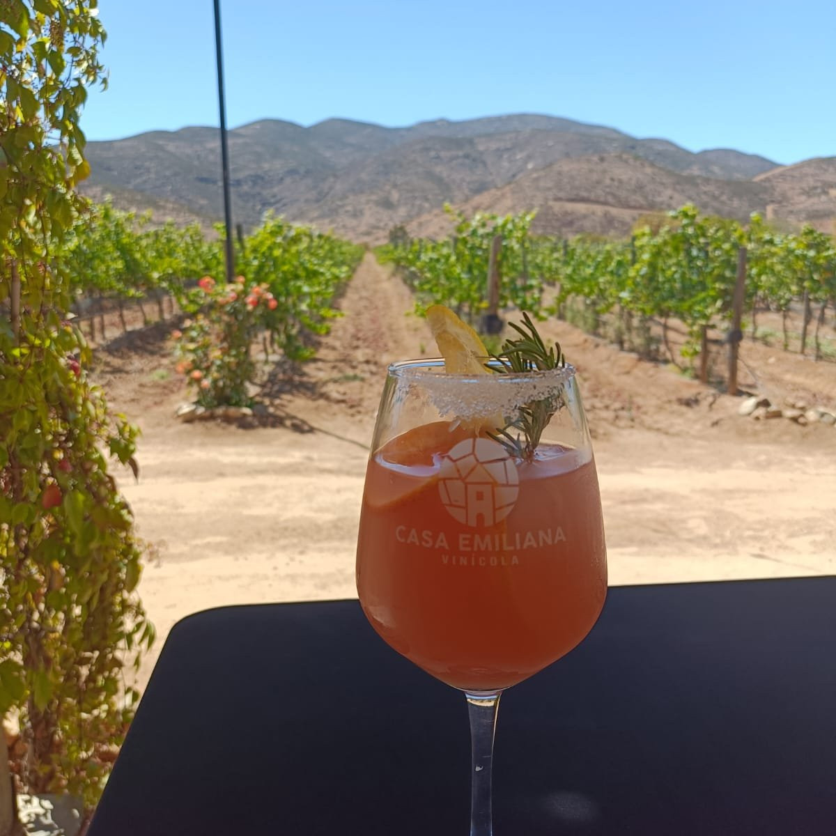 Tour Collection en el Valle de Guadalupe