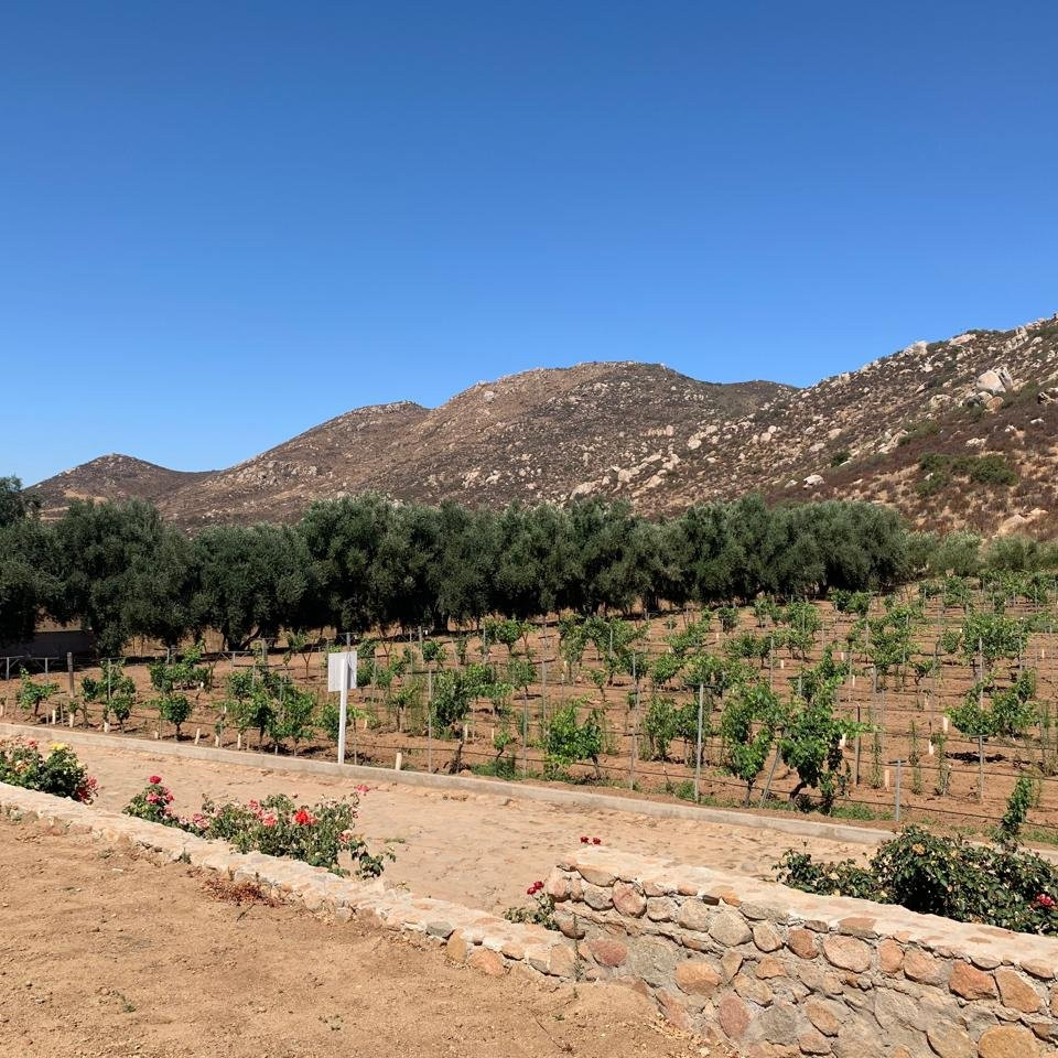 Tour Grand Reserve en el Valle de Guadalupe
