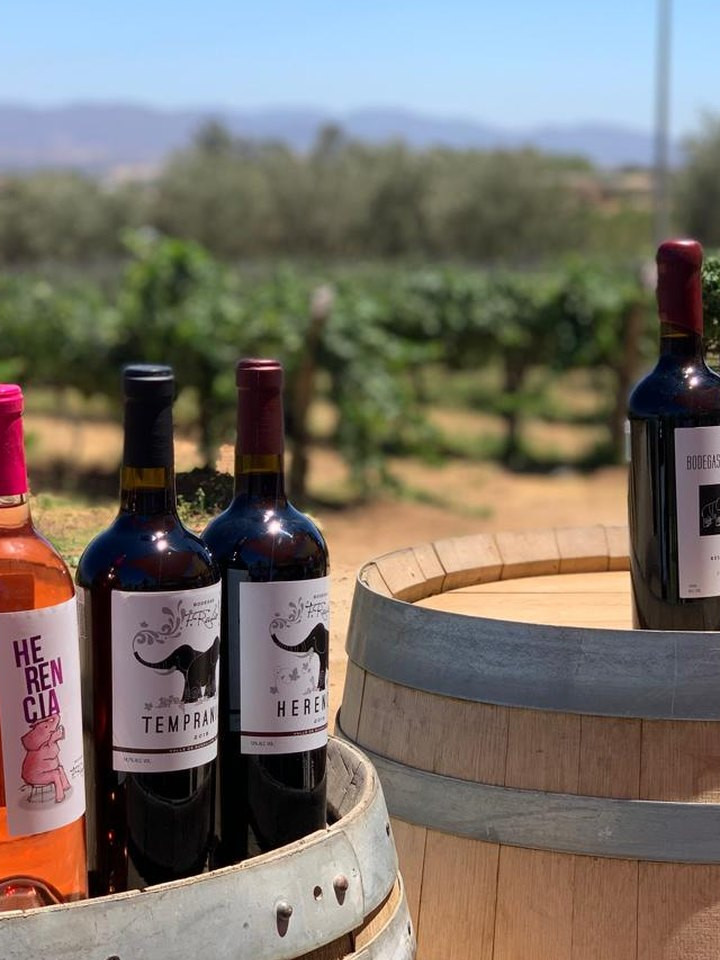 Vinos sobre barricas frente al viñedo