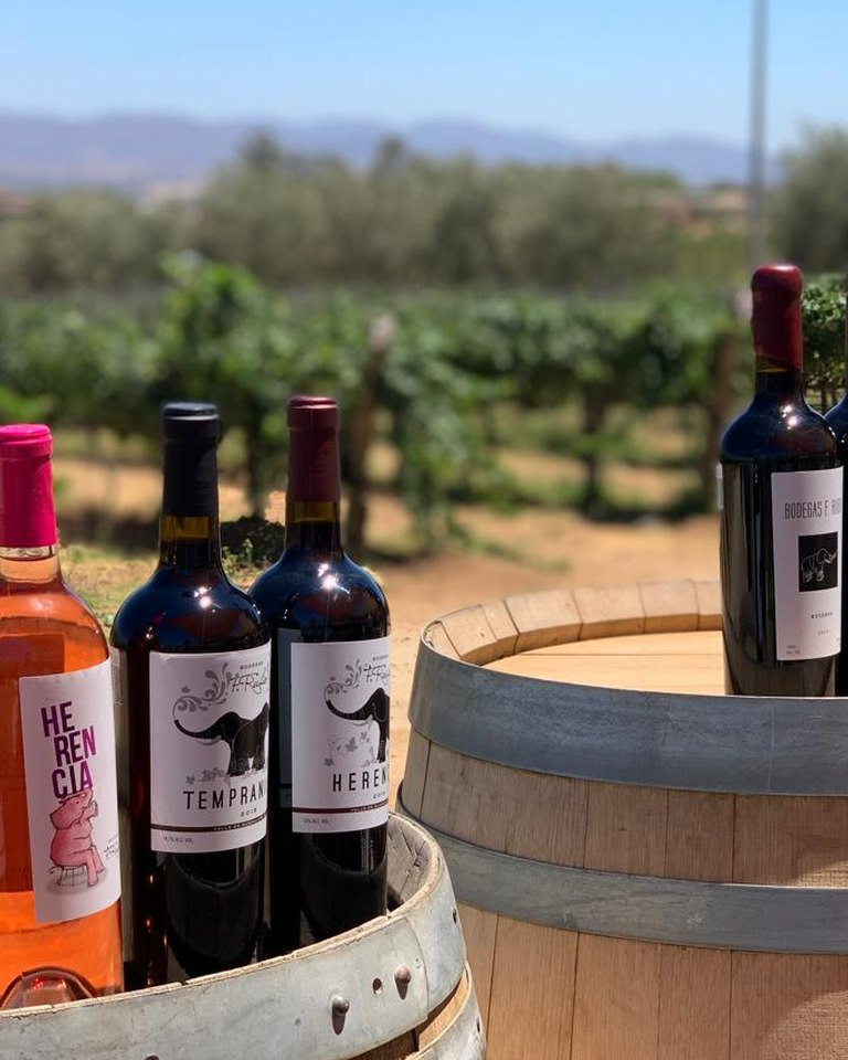 Vinos sobre barricas frente al viñedo