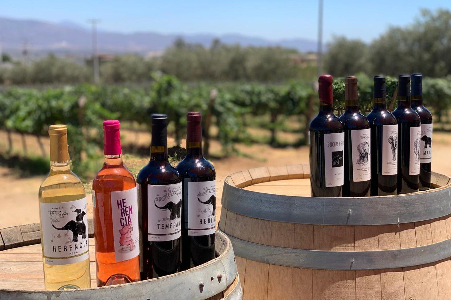 Vinos sobre barricas frente al viñedo