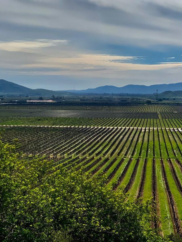 Viñedos del Valle de Guadalupe desde L.A. Cetto