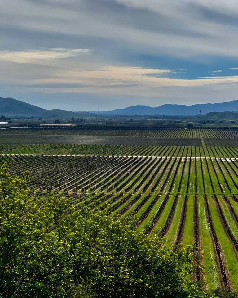 Viñedos del Valle de Guadalupe desde L.A. Cetto