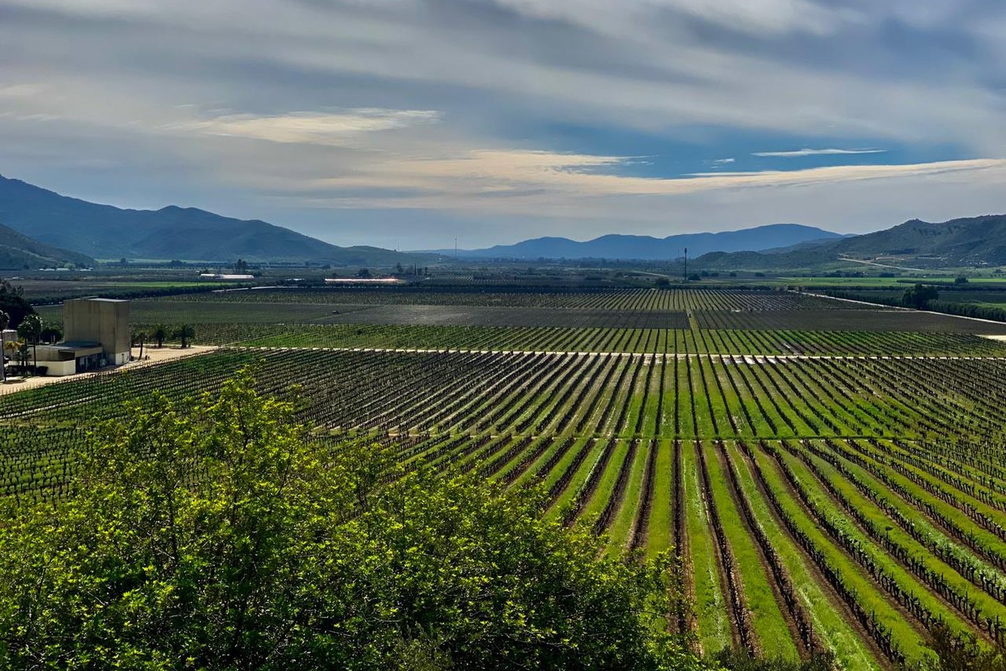 Viñedos del Valle de Guadalupe desde L.A. Cetto