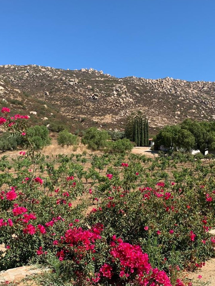 Viñedo con bugambilias en el Valle de Guadalupe