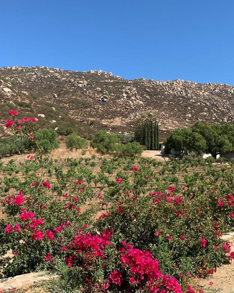 Viñedo con bugambilias en el Valle de Guadalupe