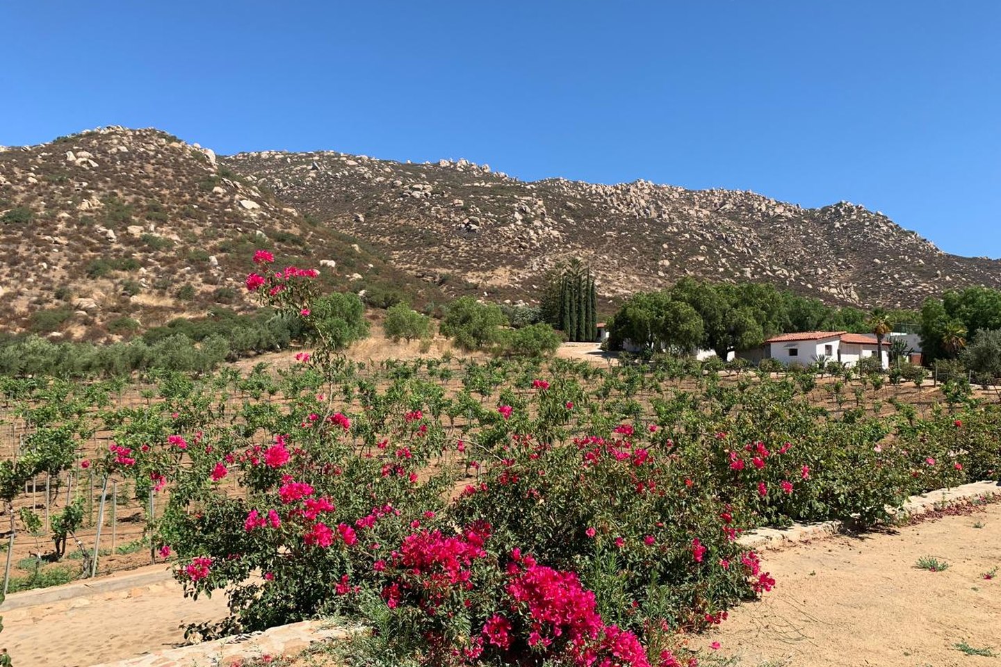 Viñedo con bugambilias en el Valle de Guadalupe