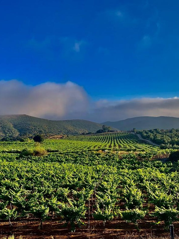 Viñedos del Valle de Guadalupe con neblina