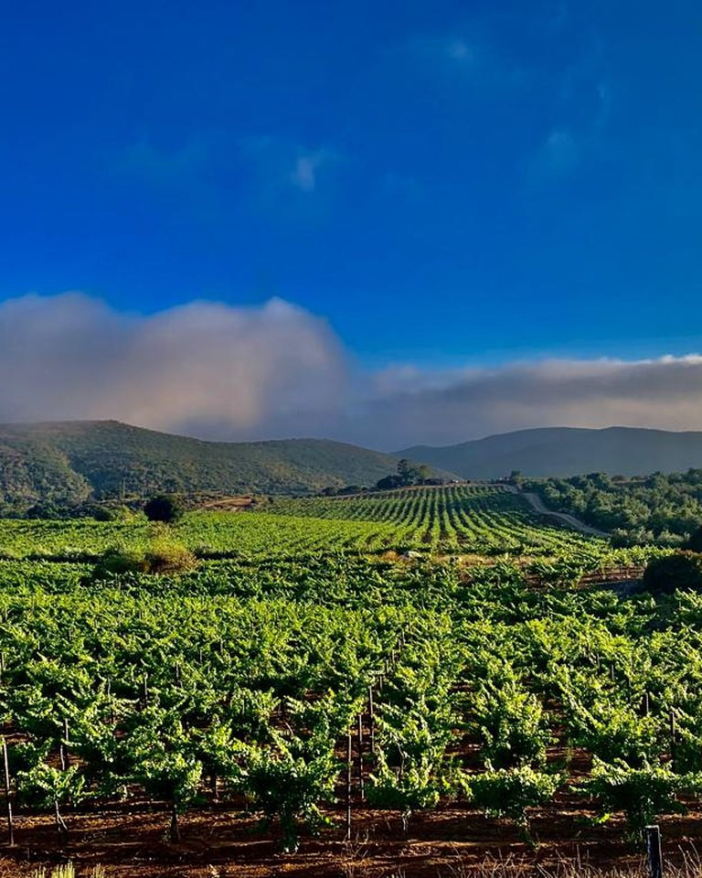 Viñedos del Valle de Guadalupe con neblina