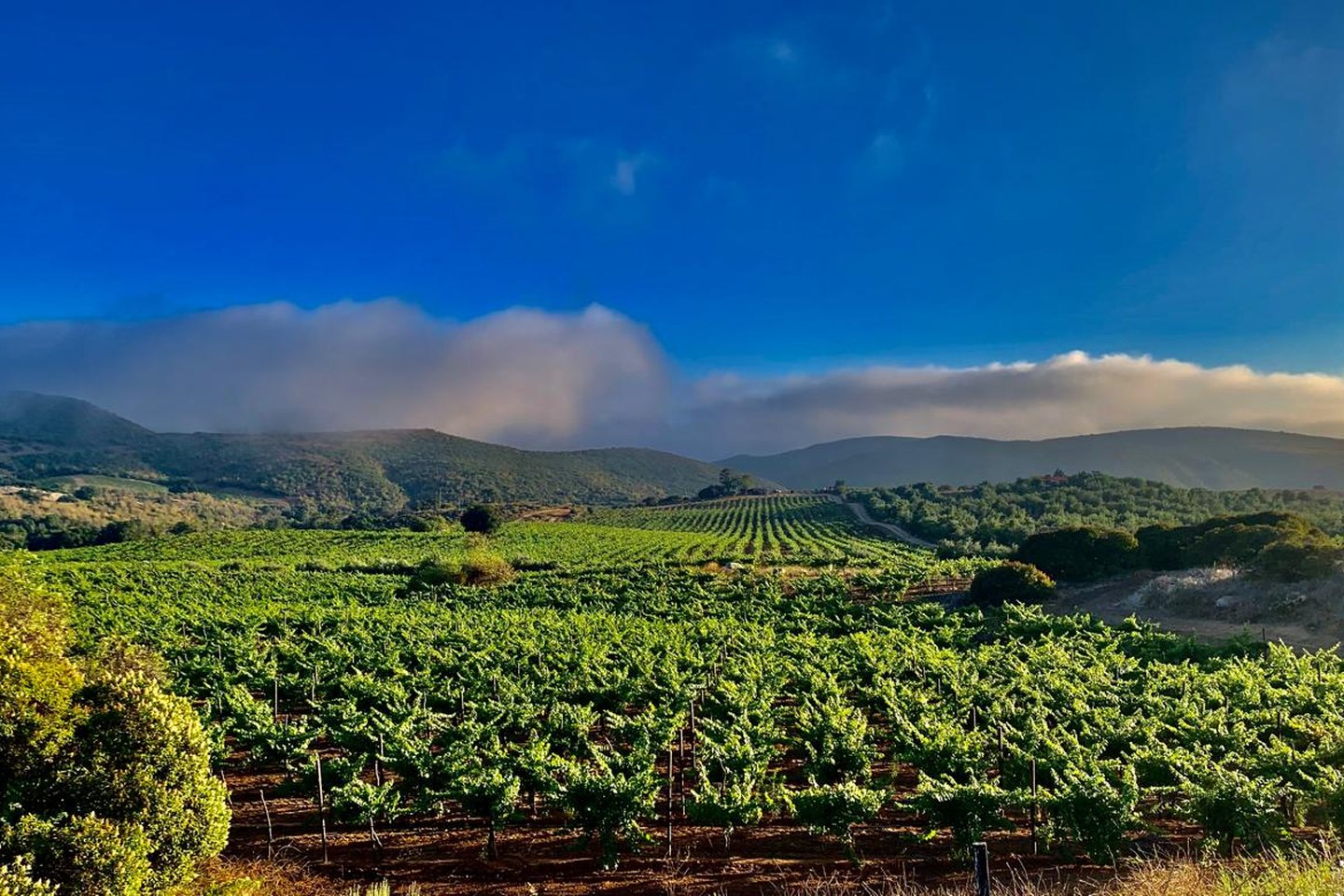 Viñedos del Valle de Guadalupe con neblina